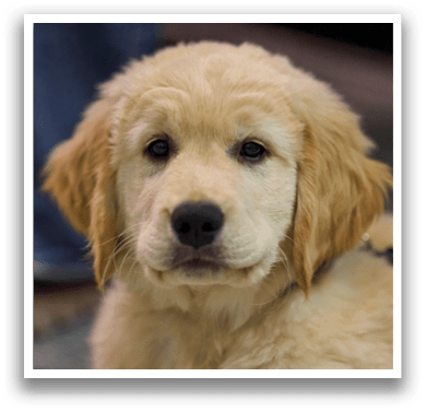 A small brown dog with a black nose and floppy ears. AI generated content