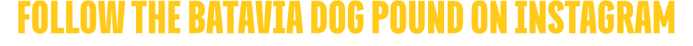 FOLLOW THE BATAVIA DOG POUND ON INSTAGRAM