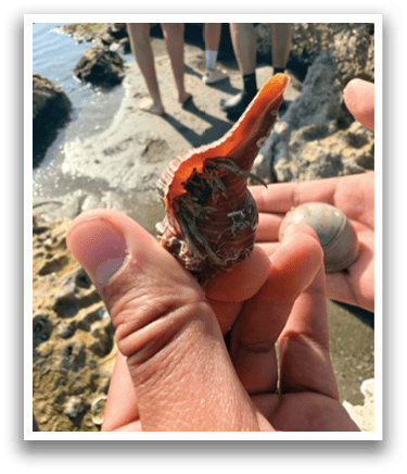 A person is holding a shell in their hand. AI generated content