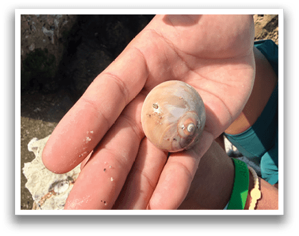 A person is holding a small shell in their hand. AI generated content