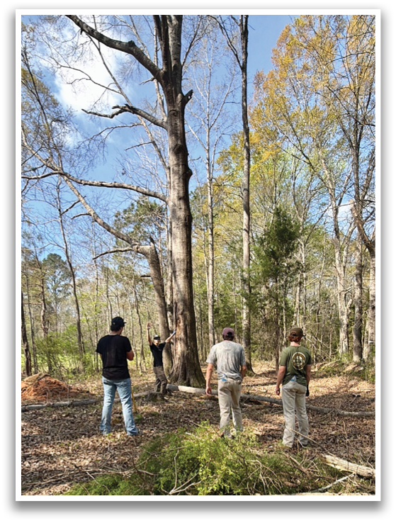 A group of people are standing in a wooded area, looking at a tree. AI generated content
