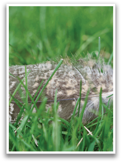 A bird with a long beak is sitting in the grass. Description generated by AI