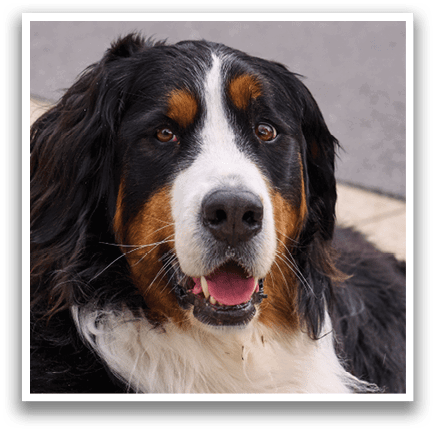 A large black and white dog with a panting tongue. Description generated by AI
